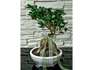 Ficus Ginseng Bonsai